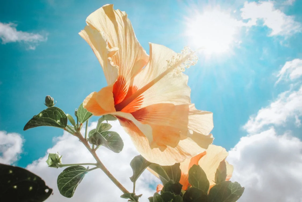 Weer tropische temperaturen op komst: op deze plekken wordt het loeiheet