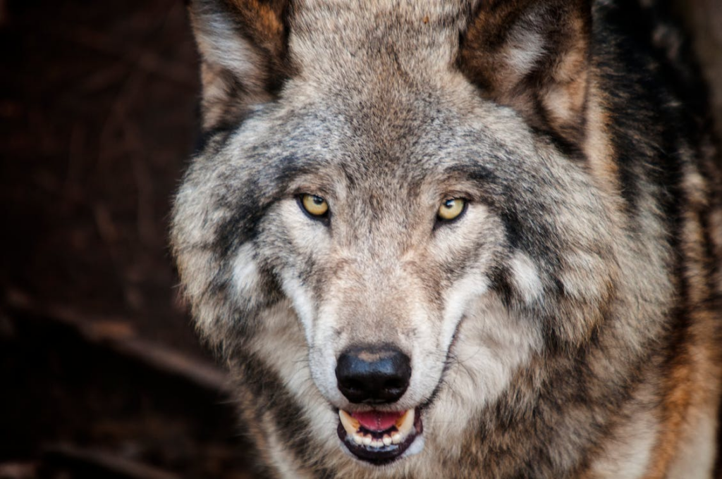 Bizarre beelden verschenen van hoe edelhert wolven van zich af moet vechten op de Veluwe