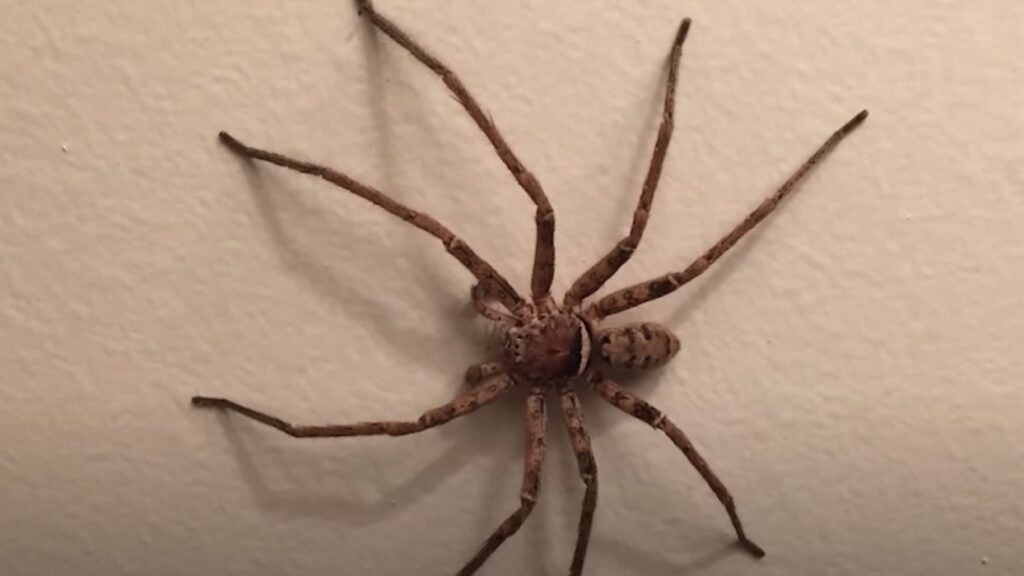 Enorme Australische spin vestigt zich in Nederland