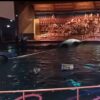 Dolfijnshow in Dolfinarium abrupt stilgelegd na incident