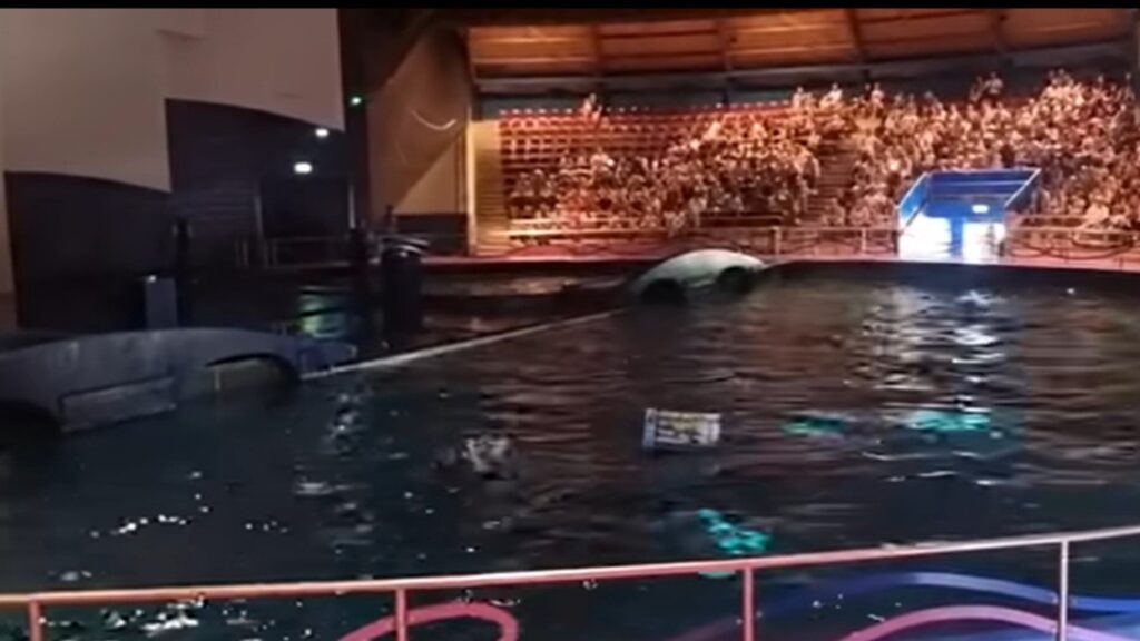 Dolfijnshow in Dolfinarium abrupt stilgelegd na incident