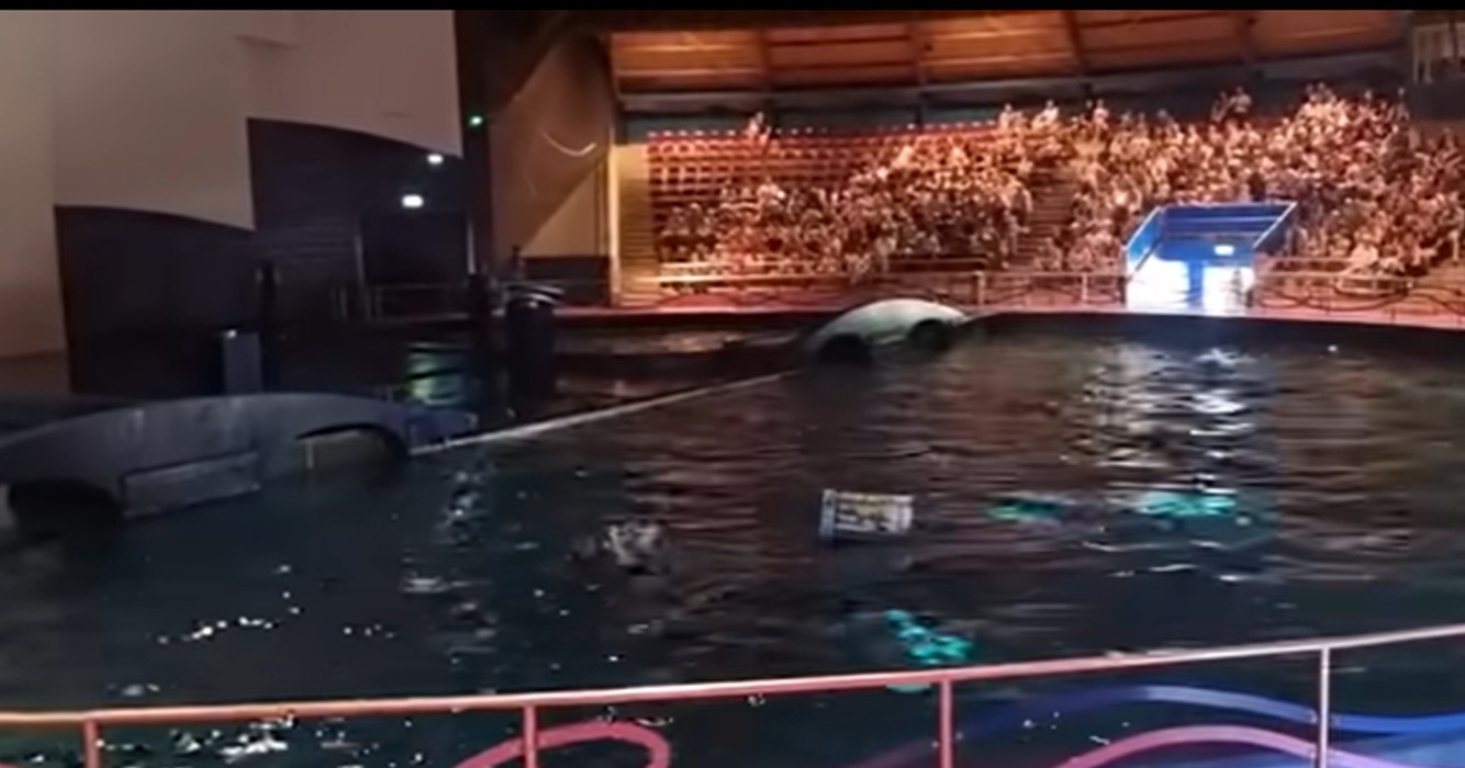 Dolfijnshow in Dolfinarium abrupt stilgelegd na incident