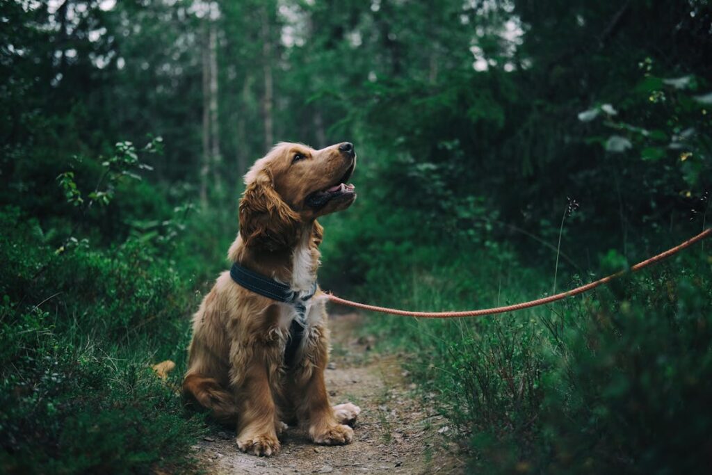 Wees voorzichtig met honden