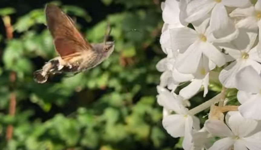 Dit is wat het gekke vogel-vlinder-achtig beestje dat veel mensen ineens in de tuin zien vliegen