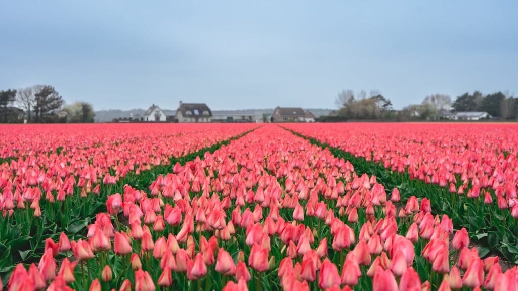 Onderzoek wijst uit: Op het platteland zijn mensen gelukkiger dan in de stad