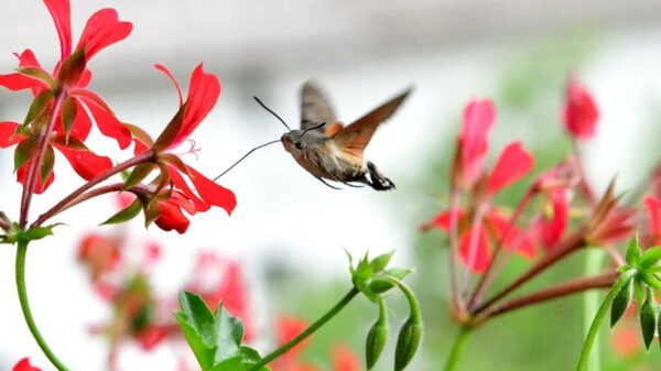 Dit is wat het gekke vogel-vlinder-achtig beestje dat veel mensen ineens in de tuin zien vliegen