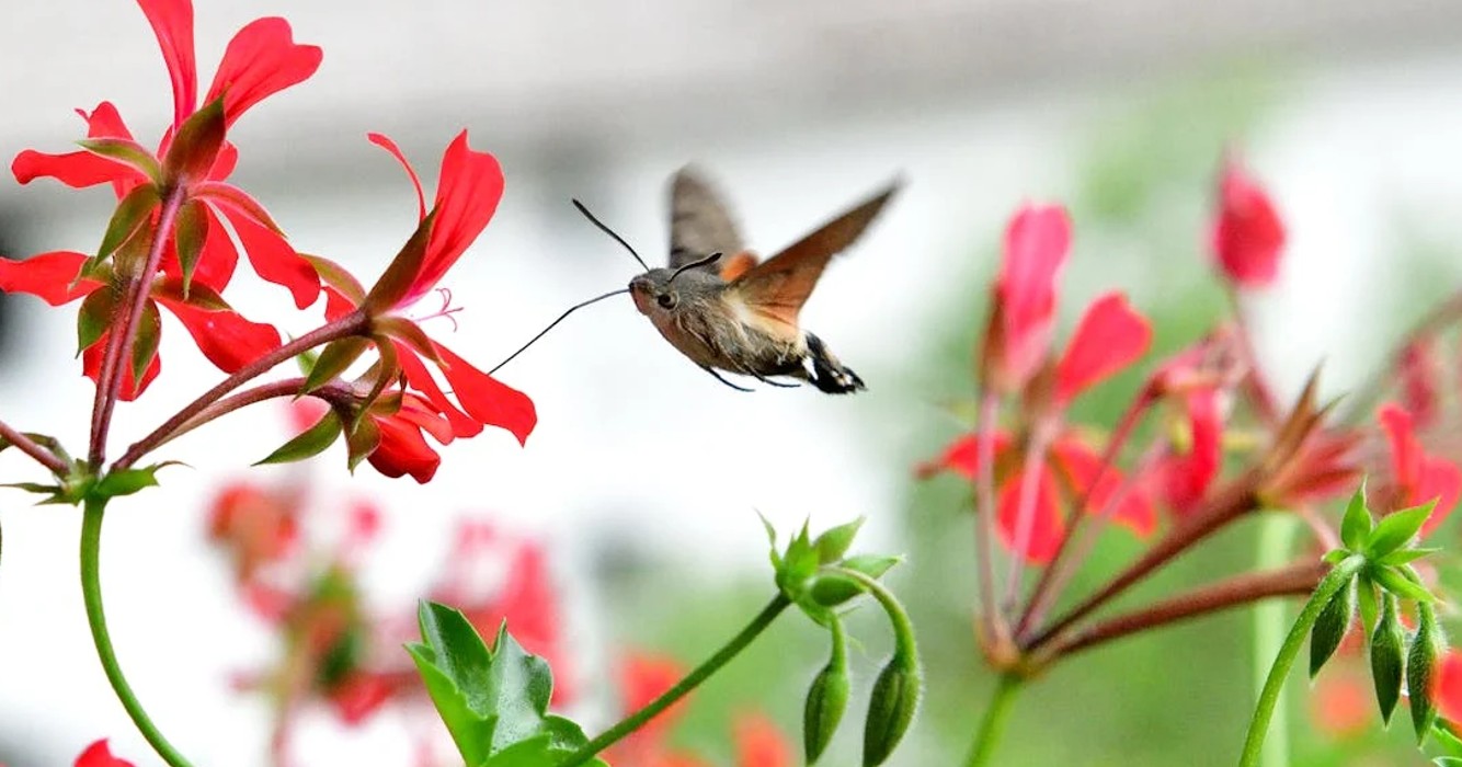 Dit is wat het gekke vogel-vlinder-achtig beestje dat veel mensen ineens in de tuin zien vliegen