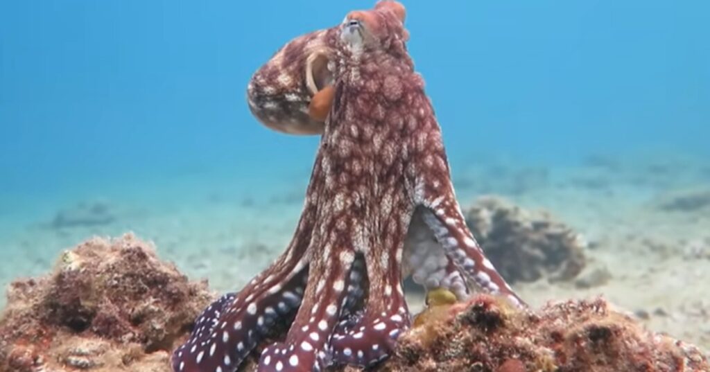 octopus evolutie