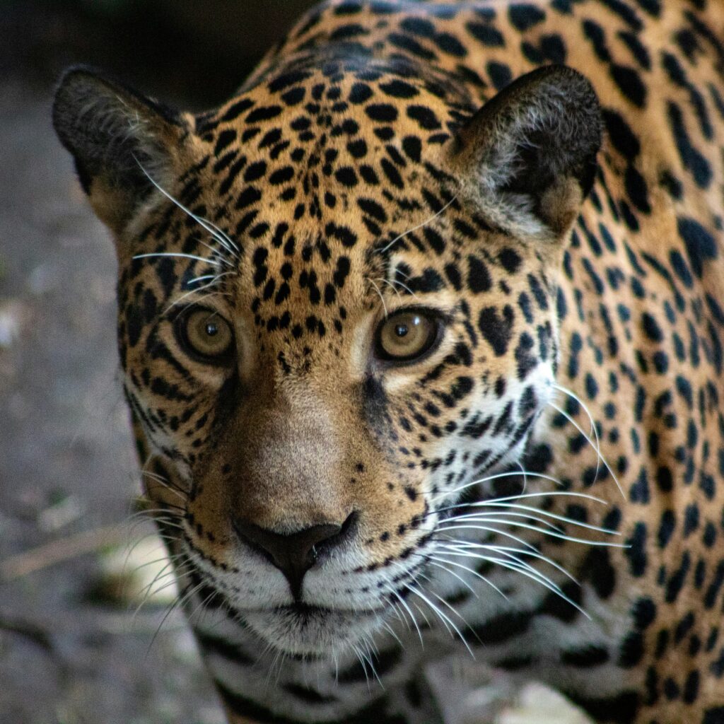 Nederlandse toerist overleeft aanval van jaguar in Suriname