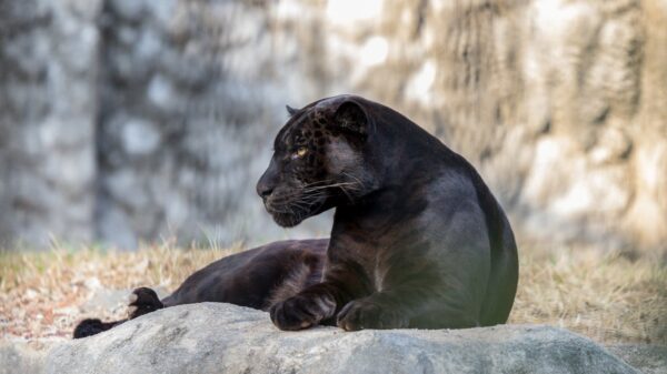panter