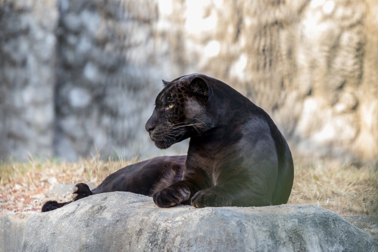 panter