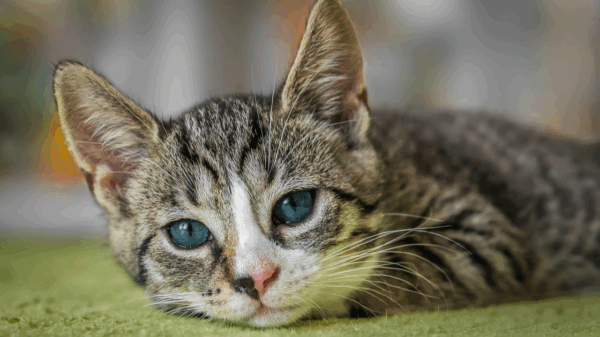 Kunnen katten verdrietig zijn
