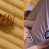 Dochter laat moeder flippen met vraagje over bedwantsen
