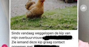 Grapje in Buurt WhatsApp over weggelopen kip valt helemaal verkeerd