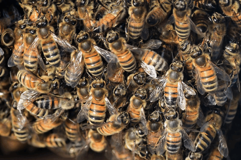 Nostradamus voorspellingen voor 2026 