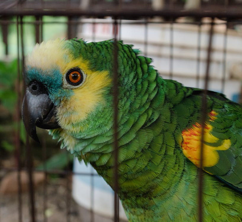 Dame komt er achter dat haar papegaai iets té veel praat als ze date mee naar huis neemt