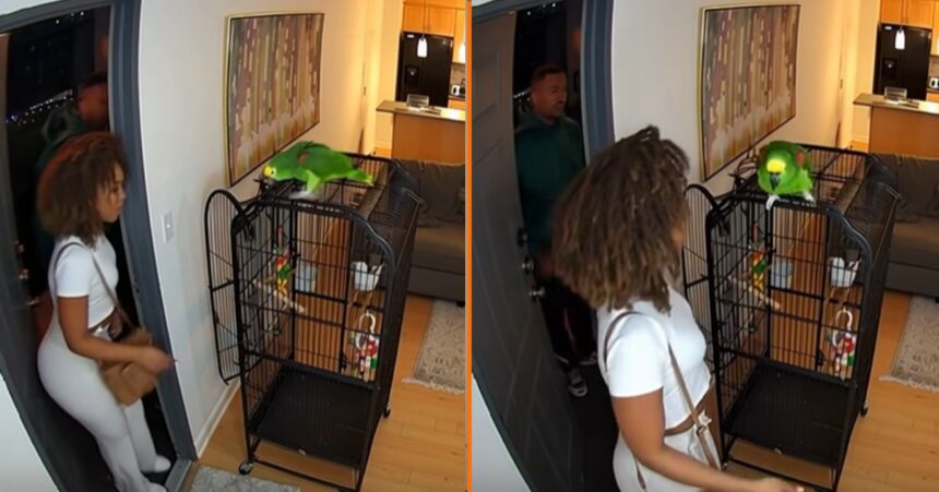 Dame komt er achter dat haar papegaai iets té veel praat als ze date mee naar huis neemt