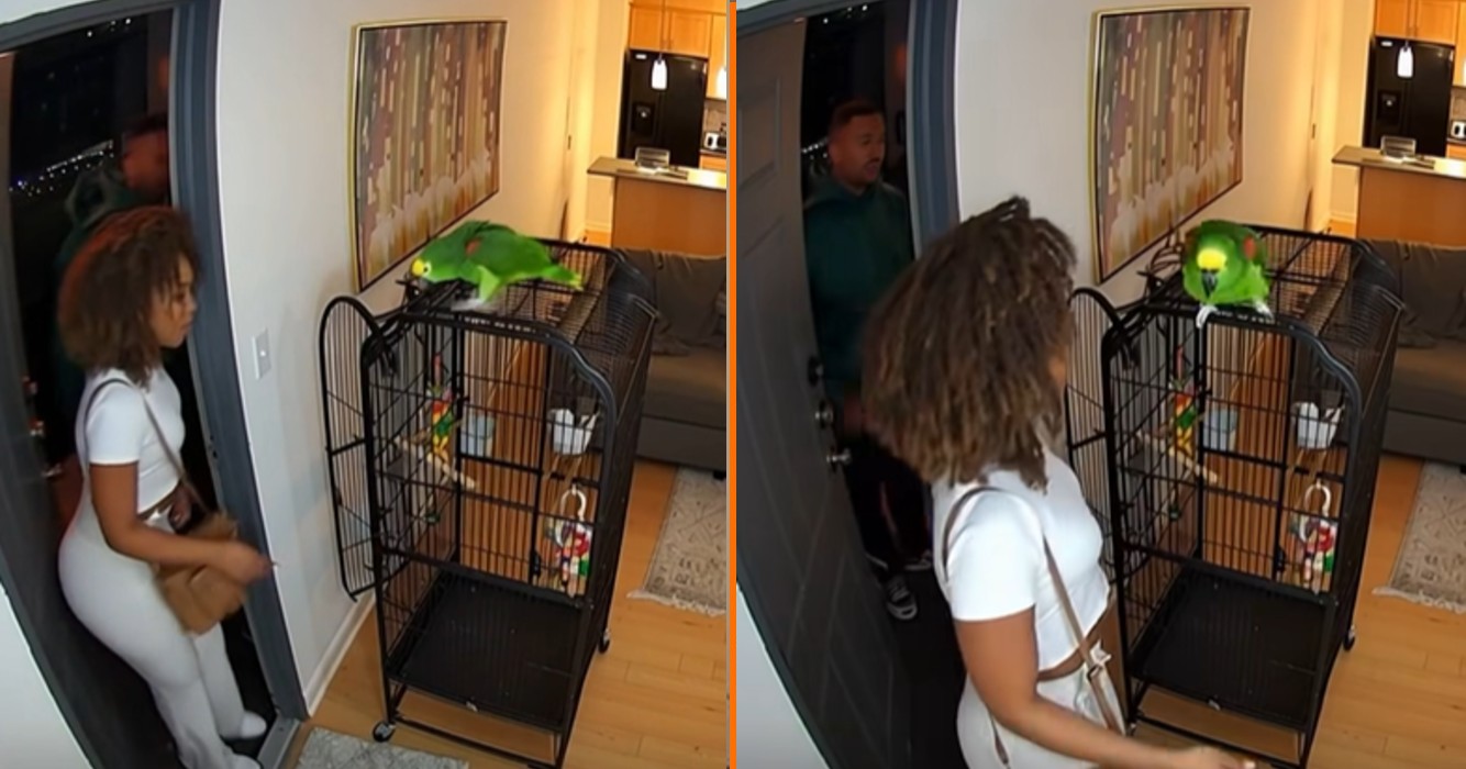 Dame komt er achter dat haar papegaai iets té veel praat als ze date mee naar huis neemt