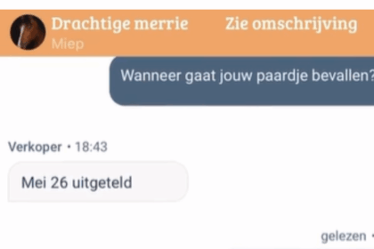 Marktplaats-onderhandeling over zwanger paard loopt uit op vreemdste gesprek ooit