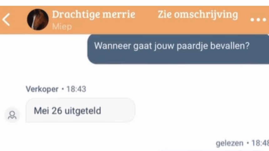 Marktplaats-onderhandeling over zwanger paard loopt uit op vreemdste gesprek ooit