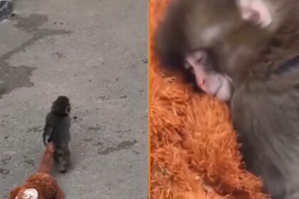 Beelden van verstoten aapje dat overal zijn knuffel mee naartoe neemt gaan de hele wereld over