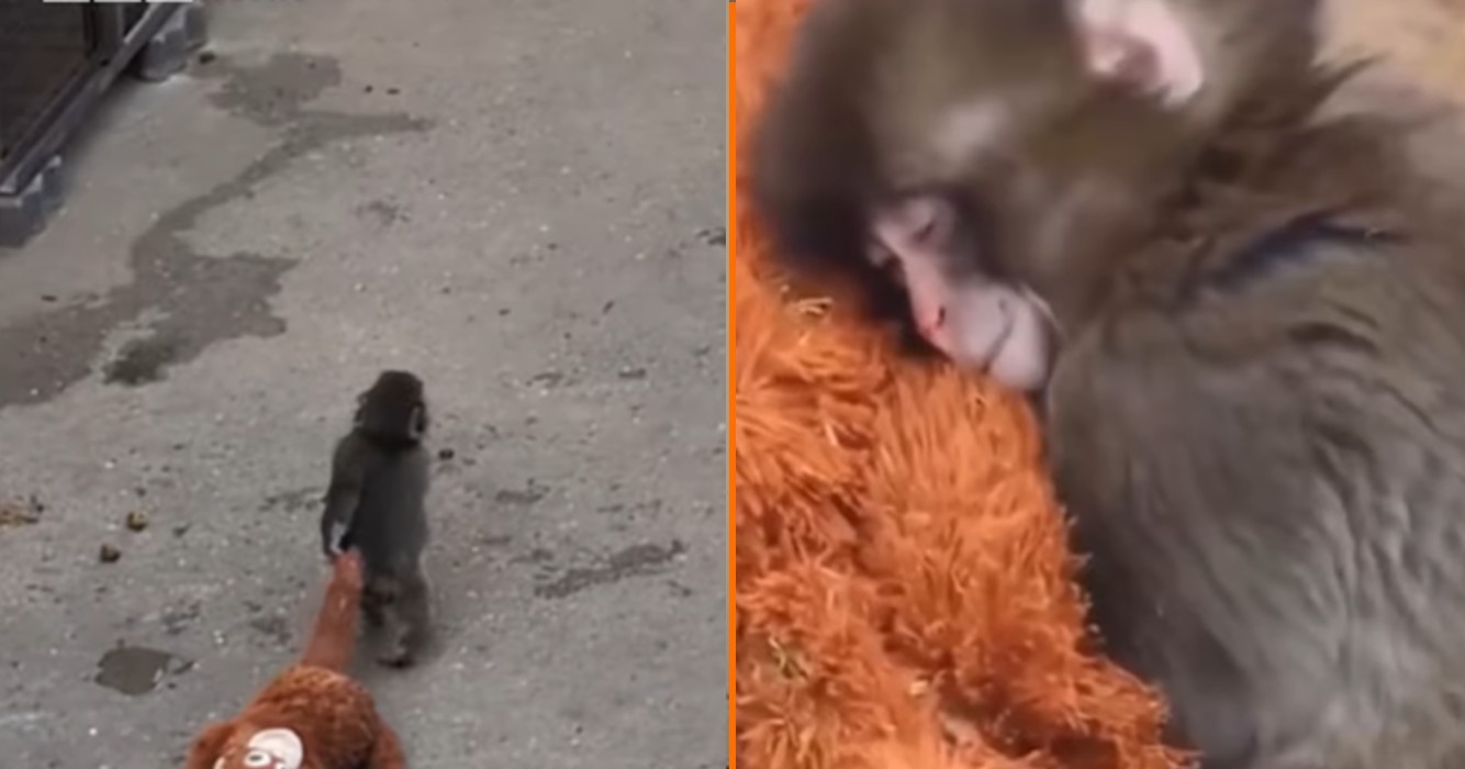 Beelden van verstoten aapje dat overal zijn knuffel mee naartoe neemt gaan de hele wereld over