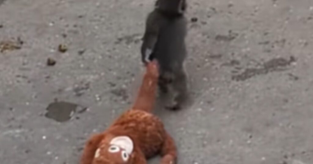 Beelden van verstoten aapje dat overal zijn knuffel mee naartoe neemt gaan de hele wereld over