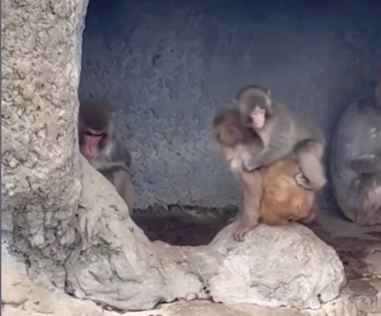 Hartverscheurende verhaal van verstoten aapje krijgt verrassende nieuwe wending