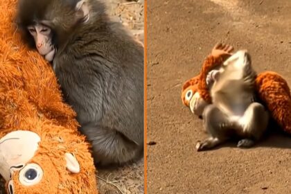 Hartverscheurende verhaal van verstoten aapje krijgt verrassende nieuwe wending