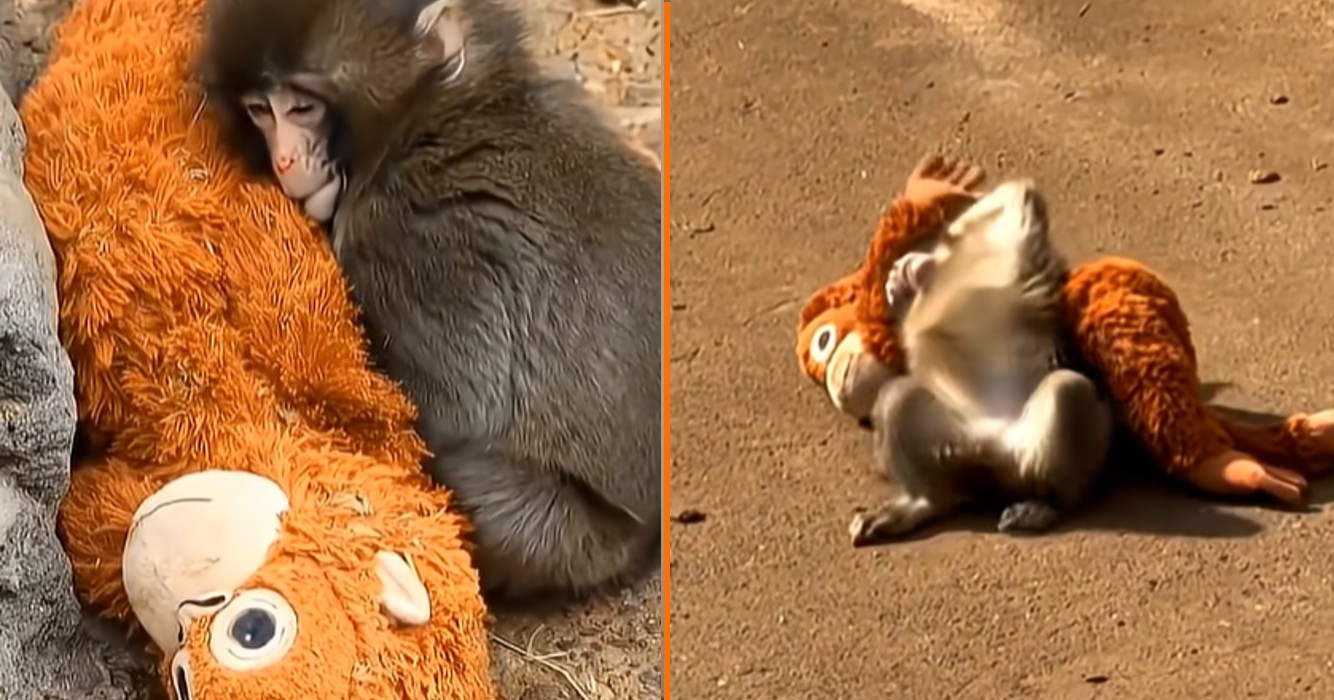 Hartverscheurende verhaal van verstoten aapje krijgt verrassende nieuwe wending