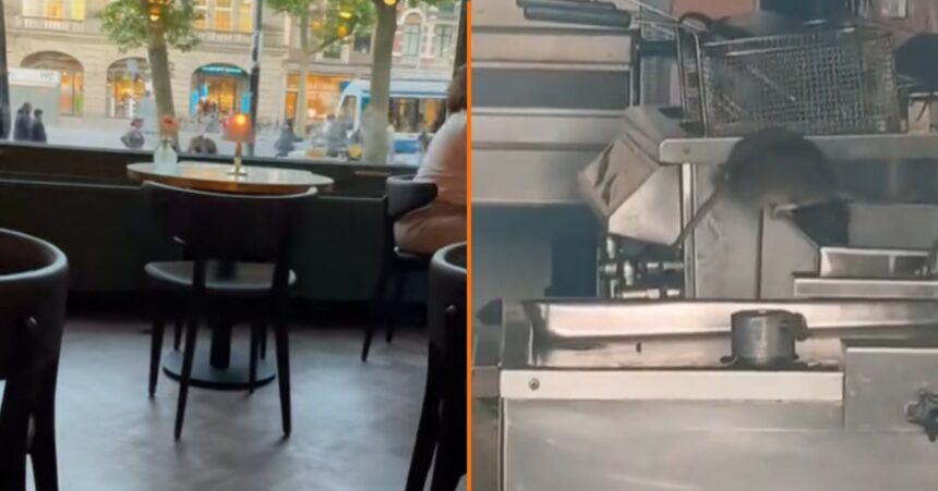 Amsterdams restaurant moet deuren sluiten nadat ratten letterlijk uit het plafond vallen