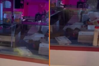 Opnieuw beelden verschenen van ratten die feestje bouwen in keuken van populair Amsterdams