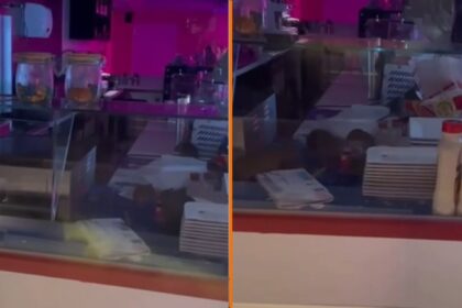 Opnieuw beelden verschenen van ratten die feestje bouwen in keuken van populair Amsterdams