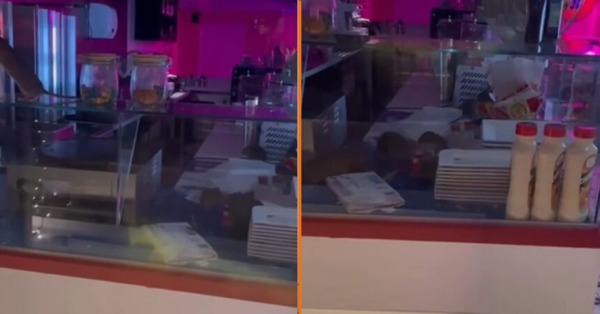 Opnieuw beelden verschenen van ratten die feestje bouwen in keuken van populair Amsterdams