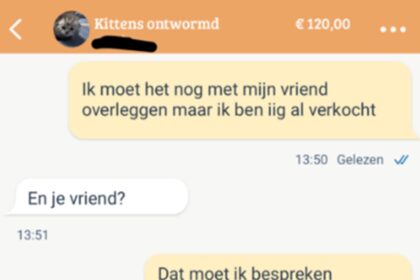marktplaats kittens