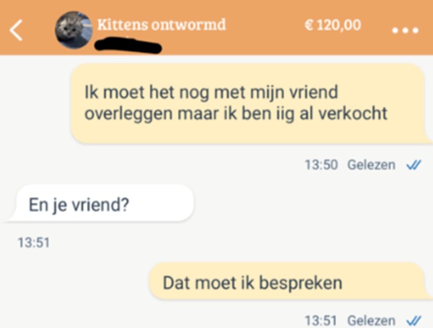 marktplaats kittens